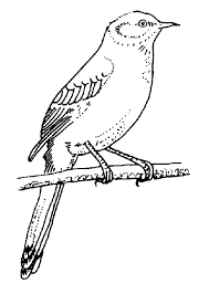Photograph 36 best peacock coloring pages images the most beautiful specifically for you from state bird of texas coloring page. Tpwd Kids Texas Symbols Mockingbird