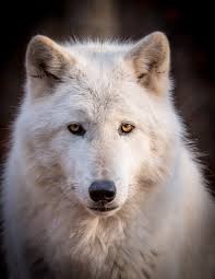 A Very Curious And Very Beautiful Female Arctic Wolf Not Yet Quite In Her Full Winter Coat Lupo Solitario Lupo