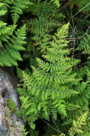 Image result for Cheilanthes multifida