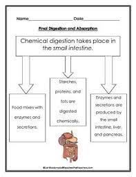 Digestive System Chemical Digestion Graphic Organizer Middle School Science Resources Survival Kit For Teachers Middle School Science Teacher