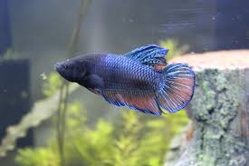 Identifying king and giant bettas unlike giant bettas, little is known about king bettas' origin. My New King Betta Kylo Bettafish