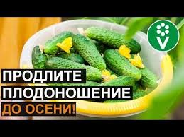 сад огород своими руками огурцы от а до я Podkormite Ogurcy Tak V Avguste Ogurcy Budut Plodonosit Dazhe V Dozhd I Holod Youtube Ogorodnichestvo Sadovye Vrediteli Sadovye Gryadki