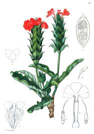 Image result for Crossandra greenstockii