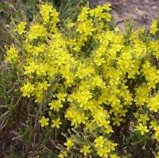 Image result for Fadogia tomentosa