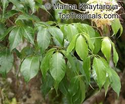 Image result for Crateva