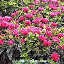 Nama saintifik herba tempatan nama tempatan nama saintifik adenium adenium obesum african violet saintpaulia ionantha agave agave americana l. Bunga Api Keterangan Jenis Nama Dan Fakta Menarik Sifatnya 2021