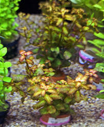 Image result for Ludwigia senegalensis