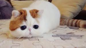 En Tatli 10 Kedi Cinsi Miyavliyo