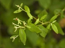 Image result for Salvadoraceae