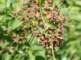 Image result for Vincetoxicum sylvaticum