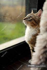 Cat Looking Out Of A Window Closeup View Side View Expectation Stock Photo 233072818