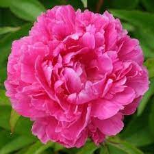 The first year it takes it time to establish. Peony Margaret Truman Pretty Flowers Beautiful Flowers Bloom