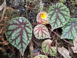 Image result for Begonia scutifolia