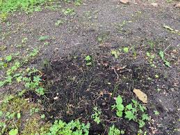 Image result for site:byggahus.se sådd