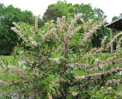 Image result for Teedia lucida