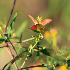 Image result for Janusia