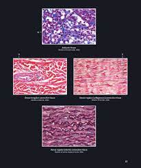 12 The Supporting Tissue Category Consists Of The Skeletal Tissues Carti Lage And Bone Like The Connective Tissues The