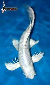 white koi ปลาสวยงาม ปลา