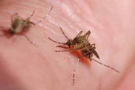 Since these devices are not regulated under the federal insecticide, fungicide, and rodenticide act in the united states. What To Do About Biting Flies