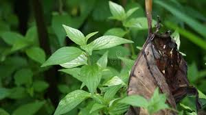 Image result for Pouzolzia parasitica