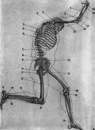 ЛІТЕРАТУРА, ИЛЛЮСТРАЦИИ) - Пластична анатомія людини, чотириногих ...