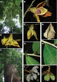 Image result for Monanthotaxis ferruginea