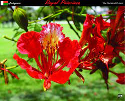 Flower Madagascar Delonix Regia Flowers Floral