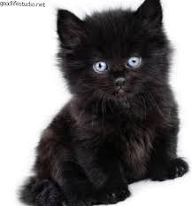 250 Black Cat Adlari Harika Yaratici Ve Benzersiz Cesitli 2020