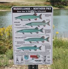 This is not an arcade game like the other fishing games. Huskerland Muskie Hunters Muskies Inc Chapter 53 Home Facebook