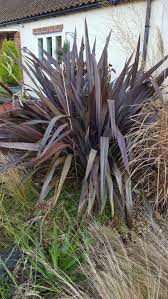 Phormium Tenax Purpureum 2ltr Plant Sale New Zealand Flax Urban Garden