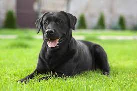 I have always been a fan of big dogs. 10 Popular Dog Breeds That Have Black Coats