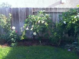 Key/mexican lime, i'd plant it in the ground if you can. Plantfiles Pictures Citrus Hybrid Key Lime West Indian Lime Bartender S Lime Omani Lime Mexican Lime Citrus Aurantiifolia By Jdiaz