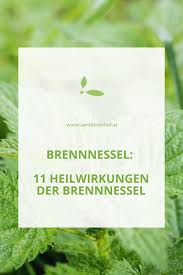 Brennnessel Und Ihre 11 Heilwirkungen Brennnessel Brennessel Rezepte Dinkelnudeln