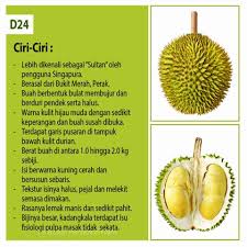 Jadual penjagaan pokok durian yang betul. Baja Pokok Ciri2 Buah Durian Yang Korang Kene Tau Jagm Facebook