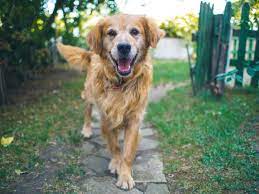 If your pet can't travel in the cabin with you, you can use petsafe to transport them to nearly 300. How Much Does It Cost To Ship A Dog On A Plane Pet Express