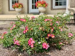 Check spelling or type a new query. Caring For Rose Bushes And Keeping The Deer Away Happy Haute Home
