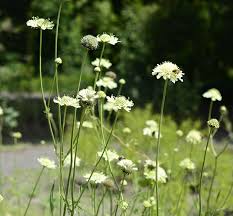 Image result for Cephalaria