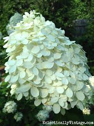North carolina is proud to have a comprehensive cut flower program focusing on all aspects of the cut flower industry from new cultivar evaluations to greenhouse and field production. Limelight Hydrangea Growing Tips