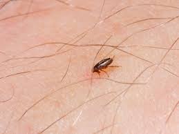 Bed bugs are very tiny brown insects who feed on the blood of humans and animals. Flea Bites In Humans How To Treat Them And Get Rid Of An Infestation