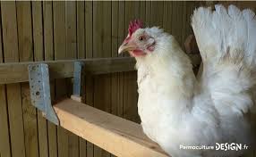 Le filet de protection pour poulailler est destiné à élargir la zone de plein air de vos poules. Quels Equipements Choisir Pour Un Poulailler Confortable Et Pratique