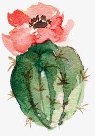 Flowering Bonsai Cactus Watercolor Cactus Flowering Png Image Watercolor Cactus Cactus Paintings Cactus Art