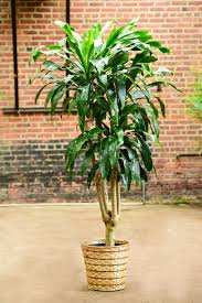 Image result for dracaena