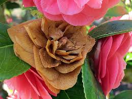 These spots quickly enlarge to cover most of the flower. Camellia Sally Nex