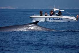 Do deep sea creatures scare you? Spain S Sea Life 10 Common But Lesser Known Species