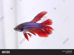 Betta labirentli balıklar akvaryum balıkları çeşitleri ve fiyatları. Red Halfmoon Betta Image Photo Free Trial Bigstock