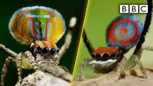 (alate), wasps are what they probably feed on most. Peacock Spiders Dance For Your Life Bbc Youtube