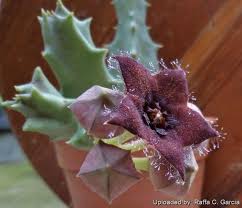 Image result for Orbea melanantha