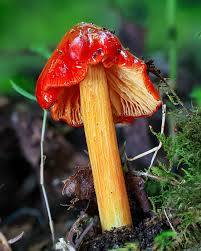 Image result for Blotiella currorii