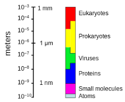 Bacteria Size Shape And Arrangement In 2020 Bacteria Prokaryotes Article Writing