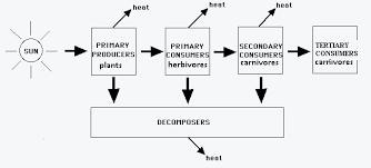 experts plz name the flow chart depicting transfer of